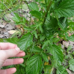 Photographie n°1286746 du taxon Barbarea vulgaris R.Br. [1812]