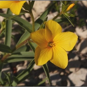 Photographie n°1287378 du taxon Linum campanulatum L. [1753]