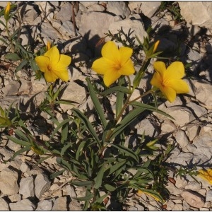 Photographie n°1287382 du taxon Linum campanulatum L. [1753]