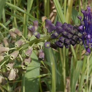 Photographie n°1288563 du taxon Muscari comosum (L.) Mill.