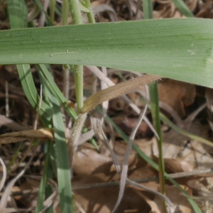 Photographie n°1288565 du taxon Muscari comosum (L.) Mill.