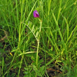 Photographie n°1292530 du taxon Vicia sativa L. [1753]