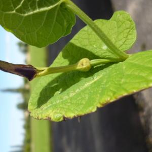 Photographie n°1292871 du taxon Aristolochia rotunda L. [1753]