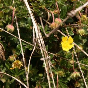 Photographie n°1293948 du taxon Potentilla verna L. [1753]