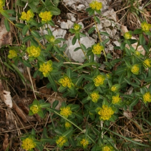 Photographie n°1293958 du taxon Euphorbia L. [1753]