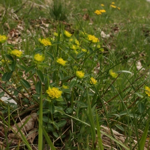 Photographie n°1293960 du taxon Euphorbia L. [1753]