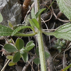 Photographie n°1294052 du taxon Stachys recta L.