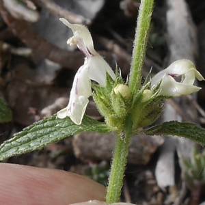 Photographie n°1294056 du taxon Stachys recta L.