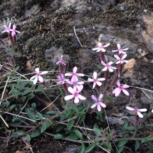 Photographie n°1294407 du taxon Saponaria ocymoides L. [1753]