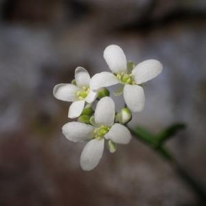 Photographie n°1294845 du taxon Kernera saxatilis (L.) Sweet [1827]