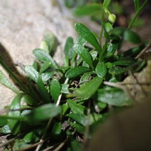 Photographie n°1294883 du taxon Kernera saxatilis (L.) Sweet [1827]