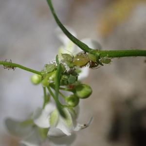 Photographie n°1294897 du taxon Kernera saxatilis (L.) Sweet [1827]