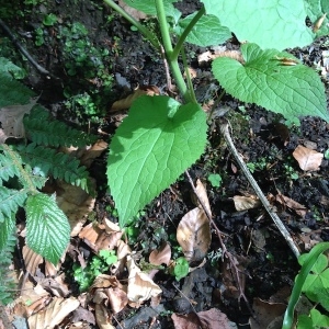 Photographie n°1295222 du taxon Lunaria rediviva L. [1753]