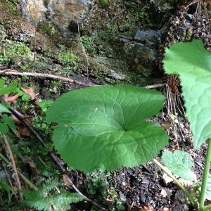 Photographie n°1295229 du taxon Lunaria rediviva L. [1753]