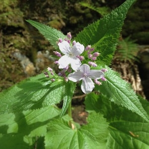 Photographie n°1295238 du taxon Lunaria rediviva L. [1753]