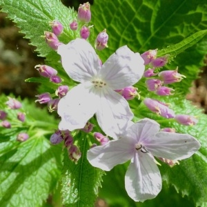 Photographie n°1295245 du taxon Lunaria rediviva L. [1753]