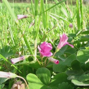 Photographie n°1295442 du taxon Oxalis articulata Savigny [1798]