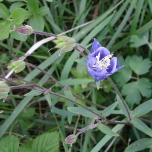 Photographie n°1295624 du taxon Aquilegia vulgaris L. [1753]