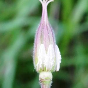 Photographie n°1295633 du taxon Aquilegia vulgaris L. [1753]