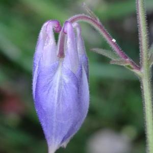 Photographie n°1295671 du taxon Aquilegia vulgaris L. [1753]