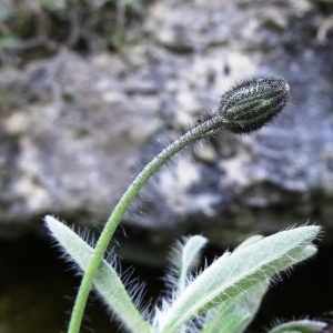 Photographie n°1295825 du taxon Pilosella officinarum Vaill. [1754]