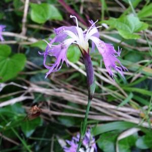 Photographie n°1295896 du taxon Dianthus superbus subsp. superbus 