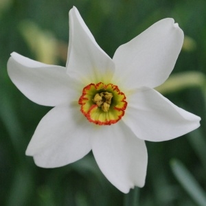 Photographie n°1297561 du taxon Narcissus poeticus L. [1753]