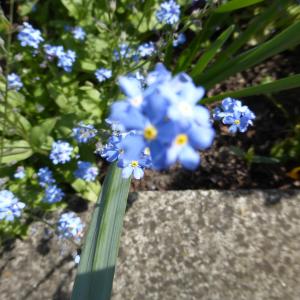 Photographie n°1297650 du taxon Myosotis des champs