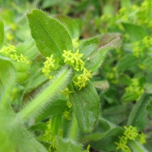 Photographie n°1299470 du taxon Cruciata laevipes Opiz