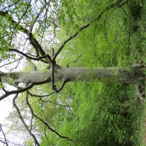 Photographie n°1299488 du taxon Fagus sylvatica L.