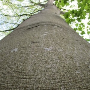 Photographie n°1299493 du taxon Fagus sylvatica L.