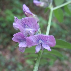 Photographie n°1299500 du taxon Vicia sepium L.