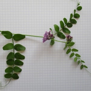 Photographie n°1299501 du taxon Vicia sepium L.