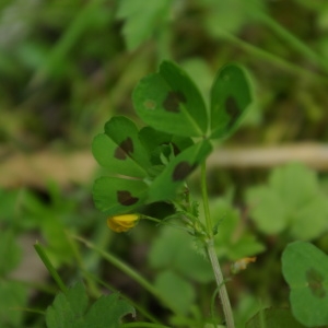 Photographie n°1300146 du taxon Medicago arabica (L.) Huds. [1762]