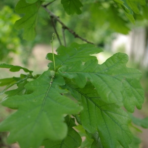 Photographie n°1300157 du taxon Quercus robur L. [1753]