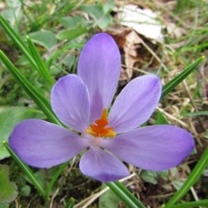 Photographie n°1301275 du taxon Crocus vernus (L.) Hill [1765]