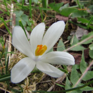 Photographie n°1301276 du taxon Crocus vernus (L.) Hill [1765]