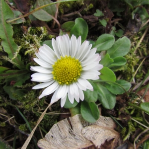 Photographie n°1301280 du taxon Bellis perennis L. [1753]