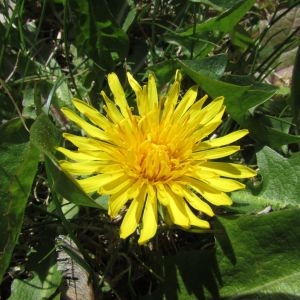 Photographie n°1301285 du taxon Taraxacum F.H.Wigg. [1780]