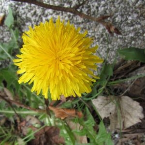 Photographie n°1301286 du taxon Taraxacum F.H.Wigg. [1780]