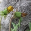  Madeleine Dugois - Taraxacum F.H.Wigg. [1780]