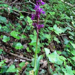 Photographie n°1302796 du taxon Orchis mascula subsp. mascula 