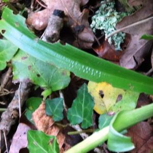 Photographie n°1302804 du taxon Orchis mascula subsp. mascula 