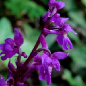 Photographie n°1302818 du taxon Orchis mascula subsp. mascula 
