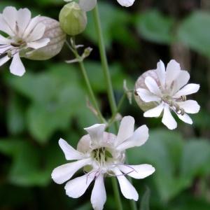 Photographie n°1302910 du taxon Silene vulgaris (Moench) Garcke [1869]