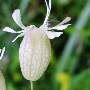 Photographie n°1302918 du taxon Silene vulgaris (Moench) Garcke [1869]