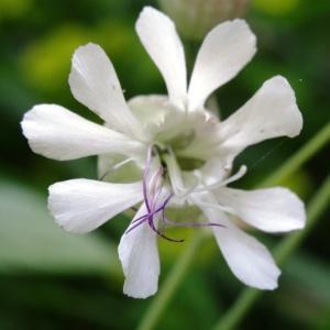 Photographie n°1302935 du taxon Silene vulgaris (Moench) Garcke [1869]