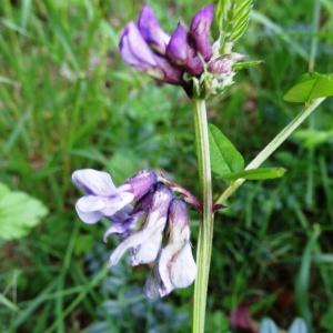 Photographie n°1303156 du taxon Vicia sepium L. [1753]