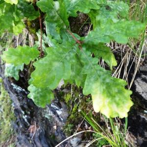 Photographie n°1303384 du taxon Quercus robur L. [1753]