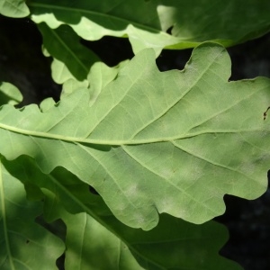 Photographie n°1303395 du taxon Quercus robur L. [1753]
